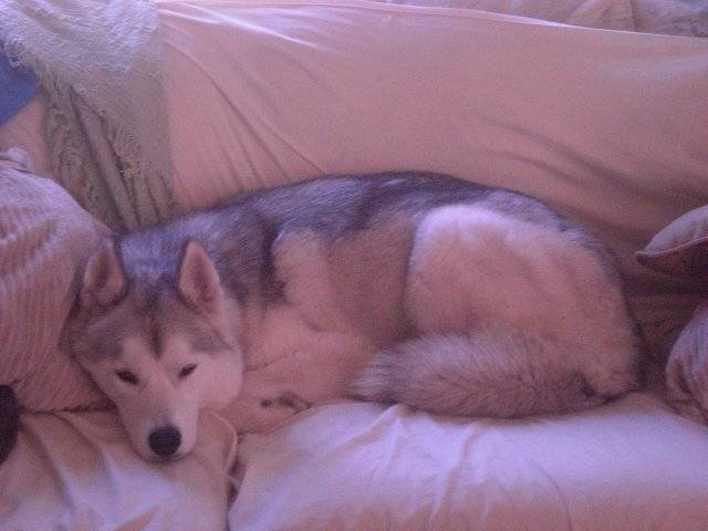 Skyy - Husky Sibérien Mâle (3 ans)