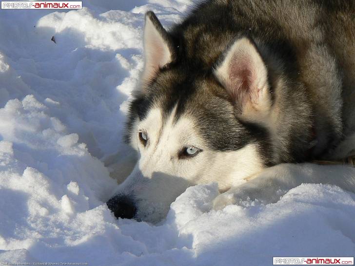 Chien Husky - Husky Sibérien