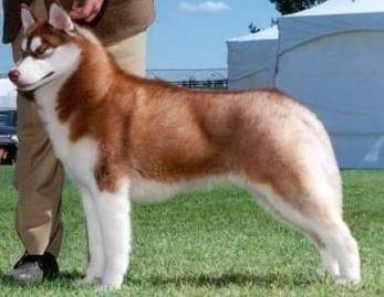 Ambar - Husky Sibérien (3 ans)