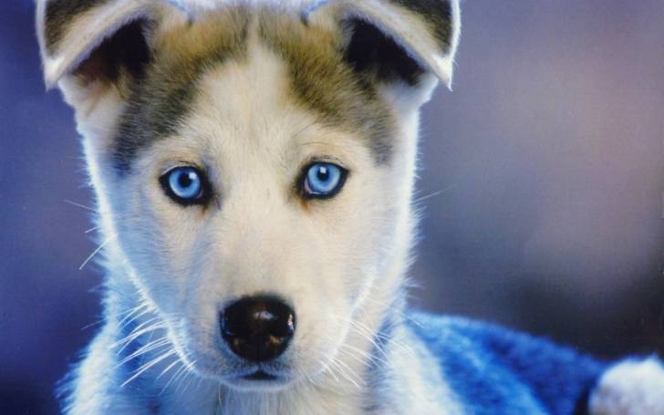 husky *_* - Husky Sibérien Mâle (7 mois)