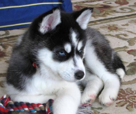 Kala - Husky Sibérien