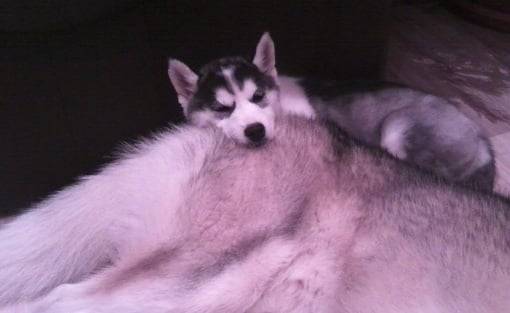 Thyra und O`Neil - Husky Sibérien (1 an)