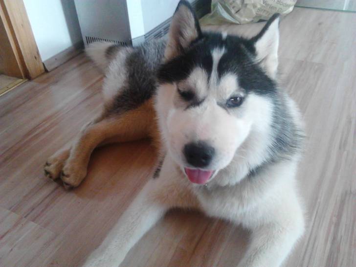 Mausi - Husky Sibérien (8 mois)