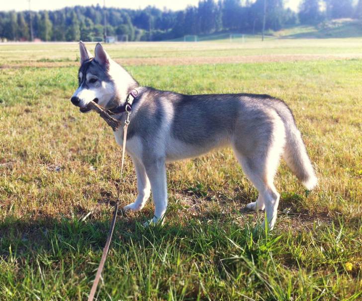 Viuhti - Husky Sibérien (5 mois)
