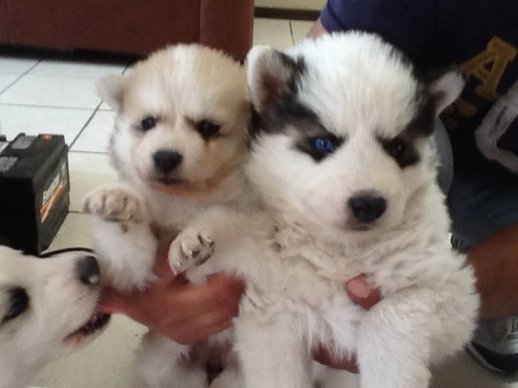 Lobo, Shadow, Cofee - Husky Sibérien Mâle (4 mois)