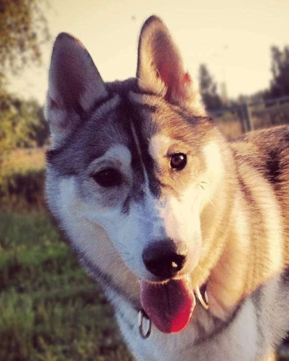 Viuhti - Husky Sibérien (6 mois)