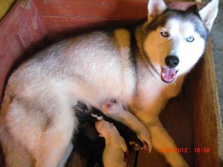 shasta - Husky Sibérien (2 ans)