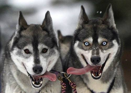 huskies!!! - Husky Sibérien