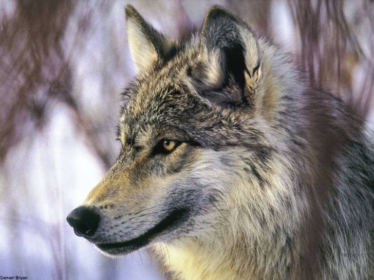 Arelan - Husky Sibérien Mâle (1 an)