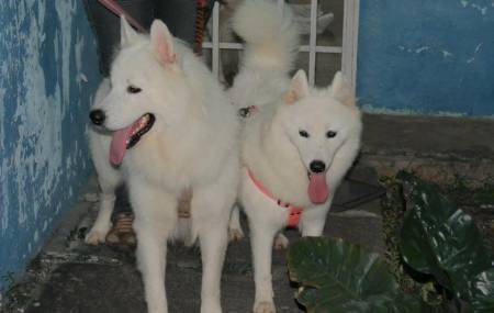Husky - Husky Sibérien