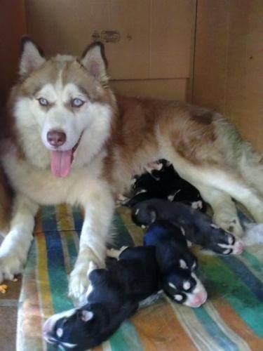 canela - Husky Sibérien