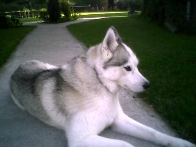 taiga de l'igloo des sables - Husky Sibérien (7 mois)