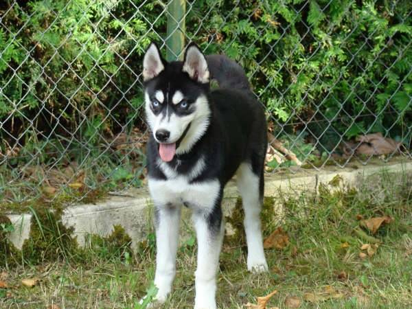 charlie - Husky Sibérien Mâle (9 mois)