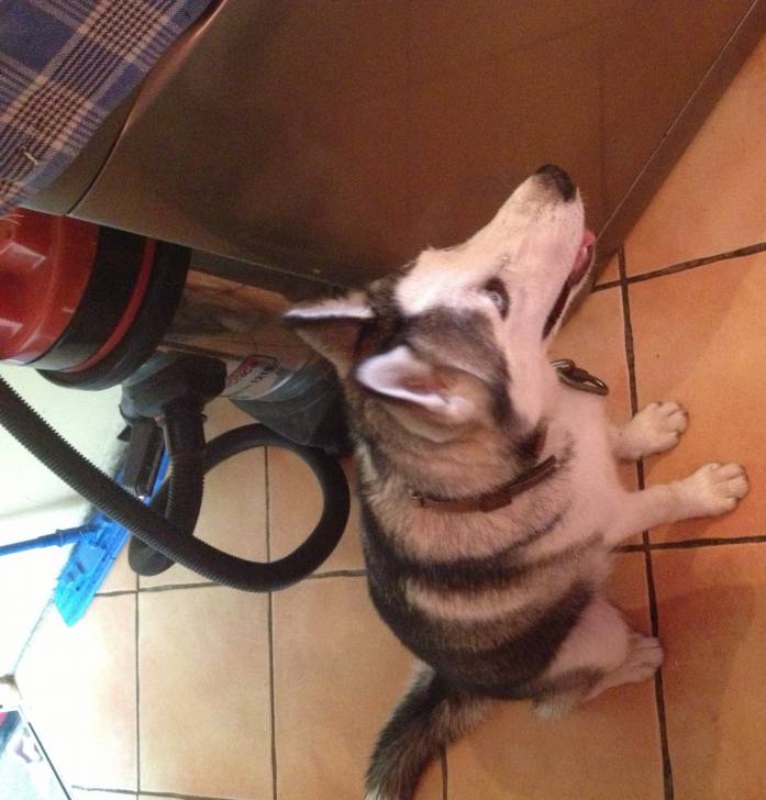 Saphyra (interdiction de prendre cette photo sans autorisation ,sinon je vais le signaler ) - Husky Sibérien (8 mois)