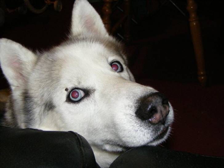 Connor - Husky Sibérien Mâle (11 ans)