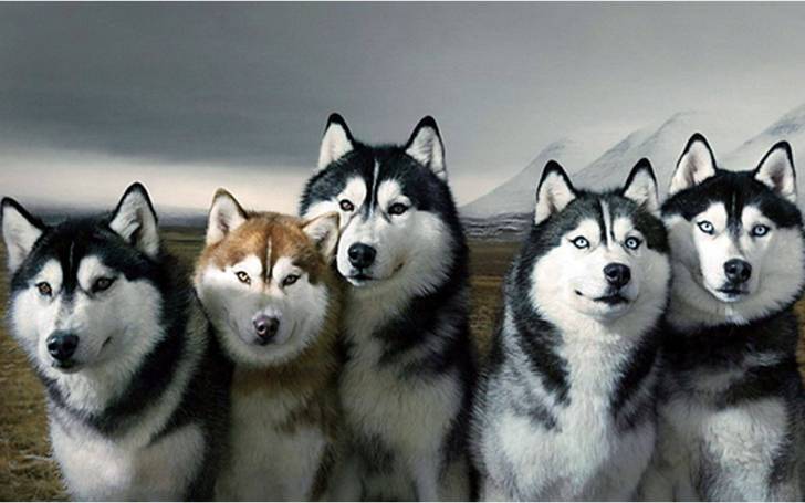 my homies - Husky Sibérien
