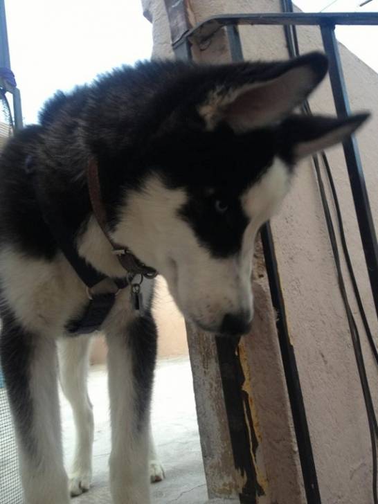 Loki - Husky Sibérien Mâle (9 mois)