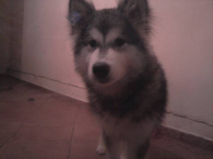 Kimba - Husky Sibérien (2 ans)