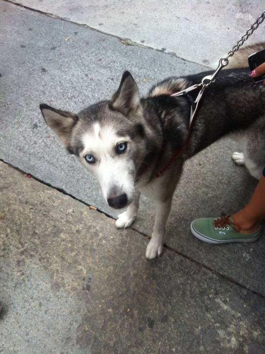 Lili - Husky Sibérien (10 mois)