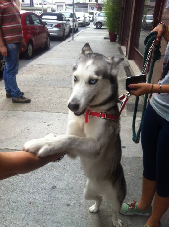 Lili - Husky Sibérien (10 mois)