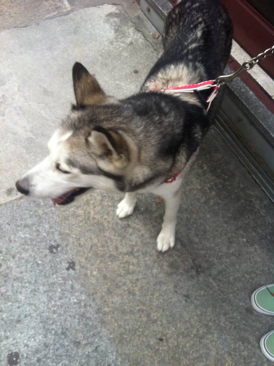 Lili - Husky Sibérien (10 mois)