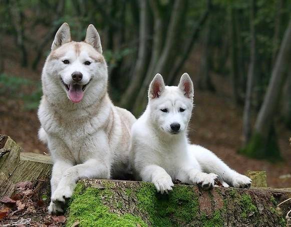 Myna - Husky Sibérien (5 ans)