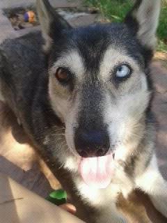 Kira - Husky Sibérien (13 ans)