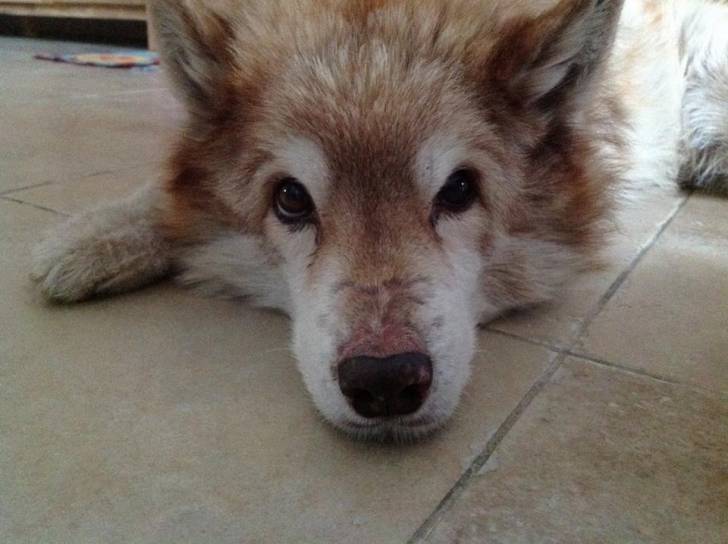 Paka - Husky Sibérien