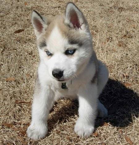 Macha - Husky Sibérien (1 an)