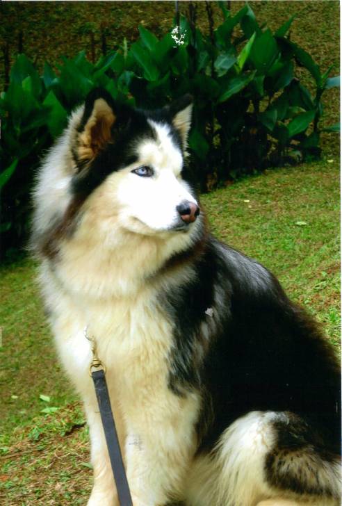 Cooker - Husky Sibérien Mâle (2 ans)