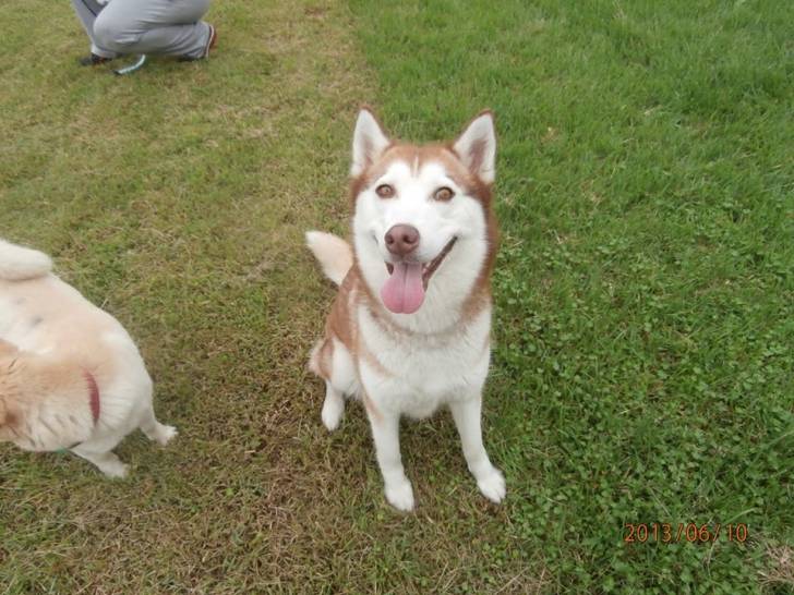 Lan Lan - Husky Sibérien (2 ans)