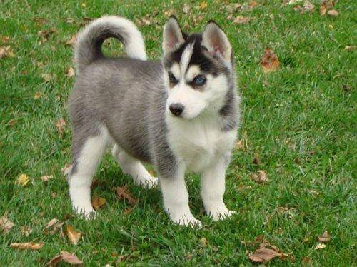 Maya - Husky Sibérien (10 mois)