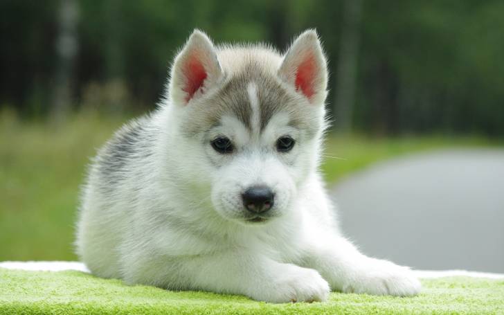 Copito de Nieve - Husky Sibérien Mâle (3 mois)