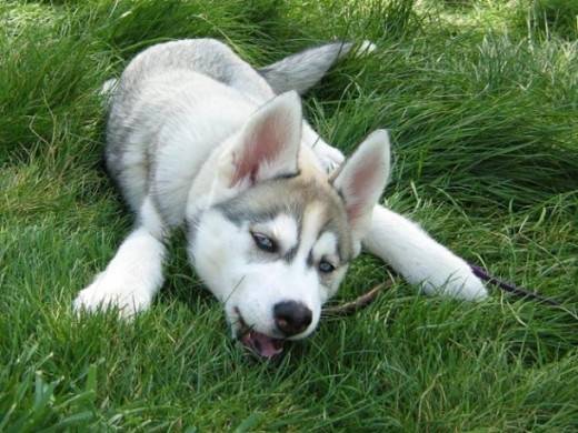 angle - Husky Sibérien (2 ans)