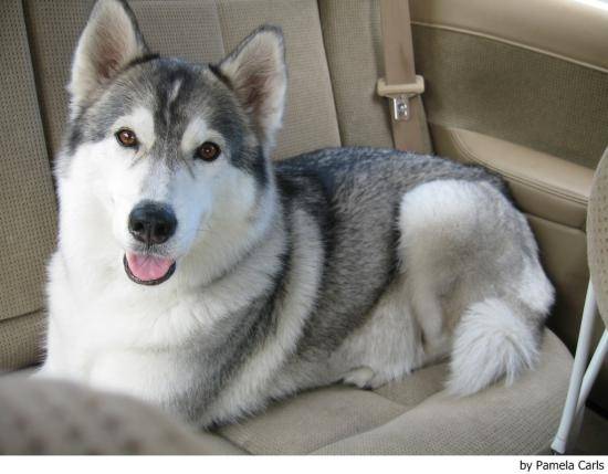 Nova - Husky Sibérien (2 ans)