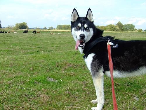 Lobo - Husky Sibérien Mâle (5 ans)