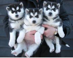Alayah - Husky Sibérien (8 mois)