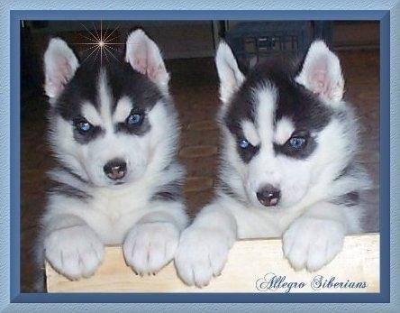 Friends - Husky Sibérien