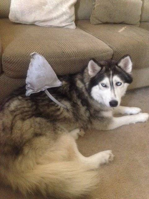 Jessie - Husky Sibérien (3 ans)