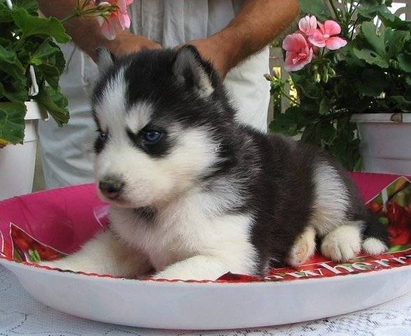 Sultan - Husky Sibérien Mâle (2 mois)