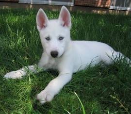 Nala - Husky Sibérien (4 mois)