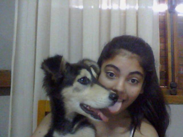 Thiago - Husky Sibérien Mâle