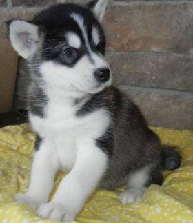 mi husky nevadita - Husky Sibérien (6 mois)