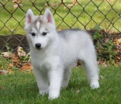 nieve - Husky Sibérien (4 mois)