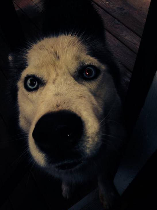 Shredder - Husky Sibérien Mâle (2 ans)