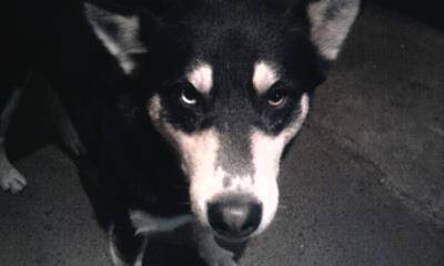Lobo - Husky Sibérien Mâle (5 ans)