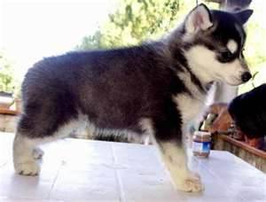 Deiron - Husky Sibérien Mâle (3 mois)
