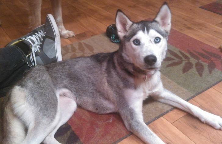 Luke - Husky Sibérien Mâle (2 ans)
