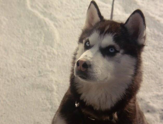 demon - Husky Sibérien Mâle (1 an)
