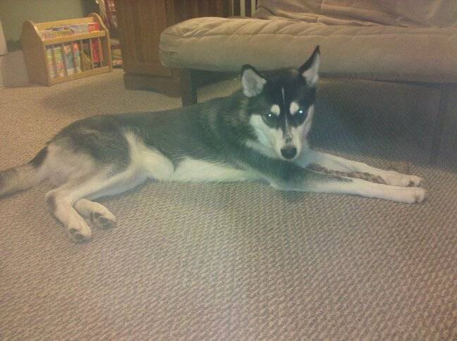 Bandit - Husky Sibérien Mâle (7 mois)